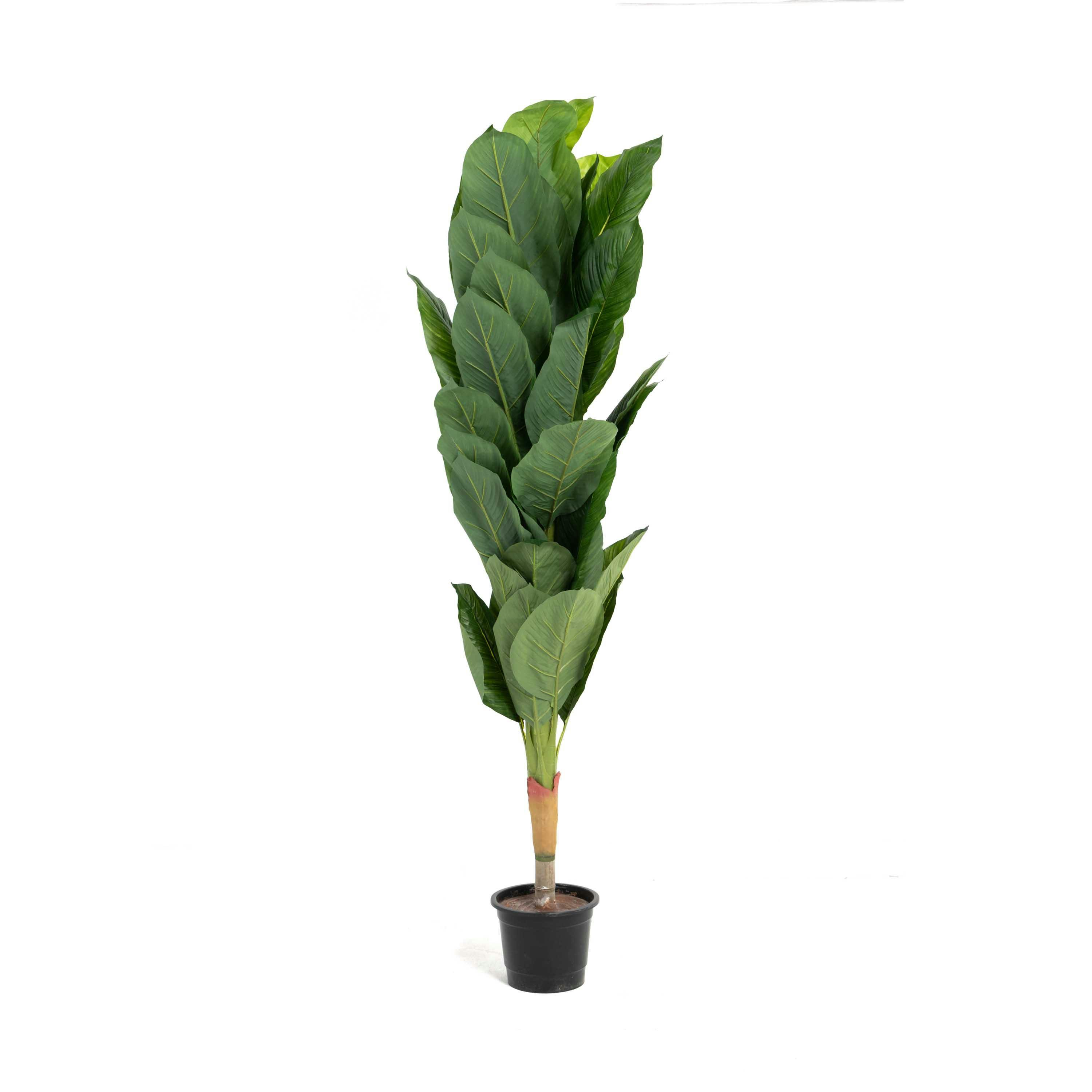Botas Plant 0
