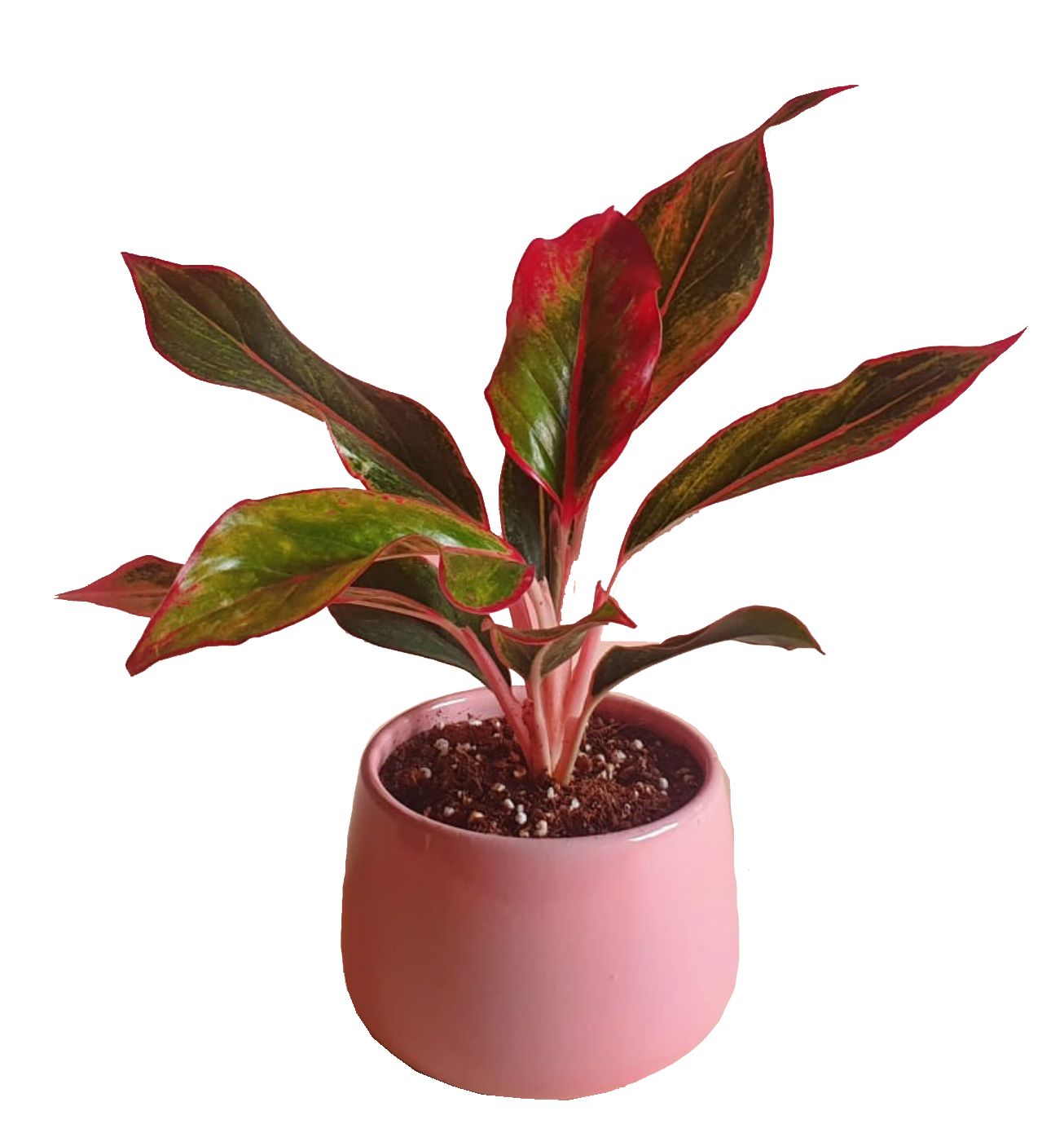 Red Aglaonema in Pink Modern Pot 0