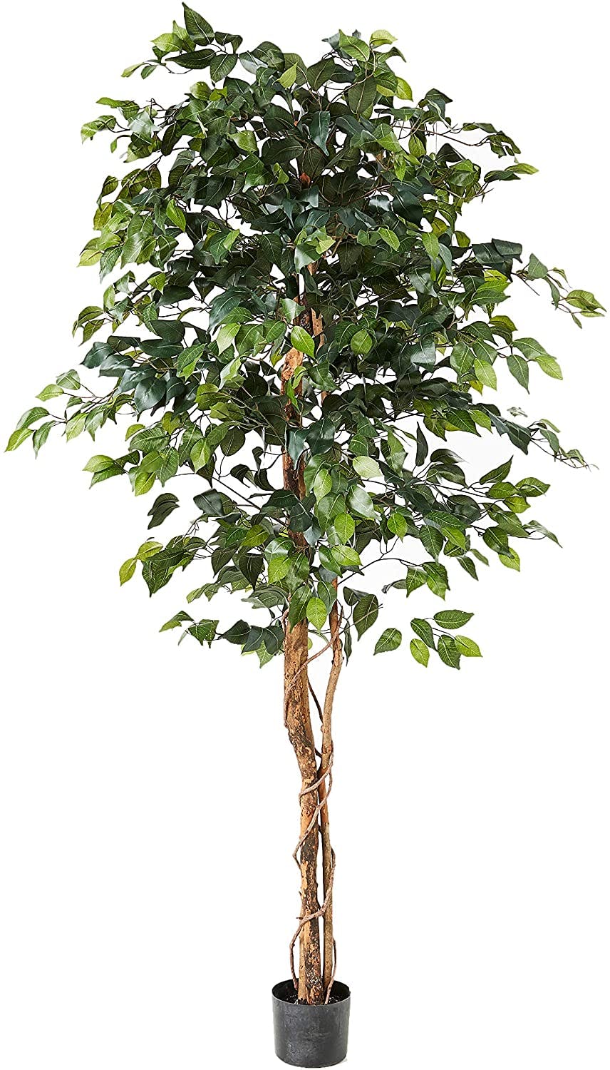 Ficus benjamina 1