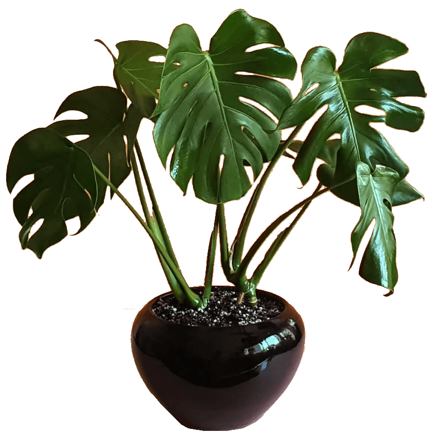 Monstera Deliciosa Plant in 20cm Pot 1