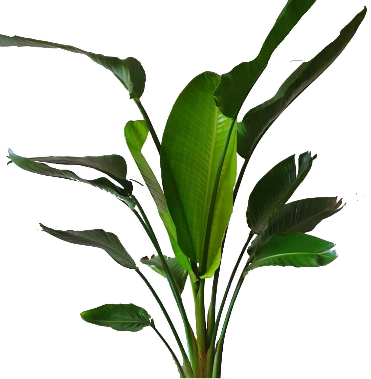 Natural Strelizia Nicolai Plant 150cm 0