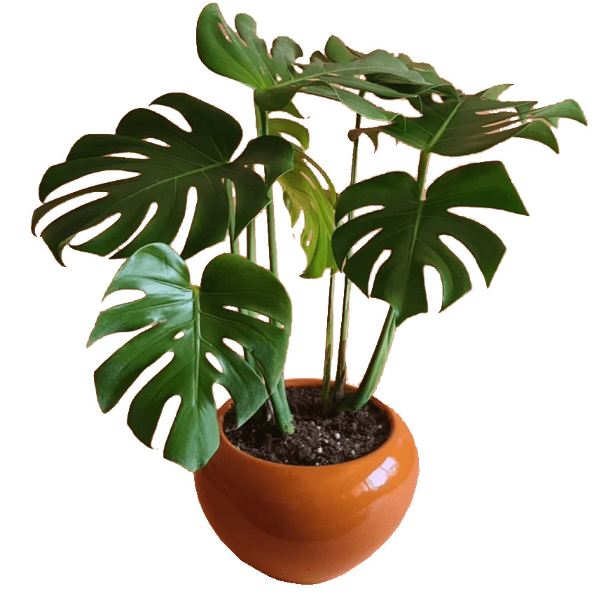 Monstera Deliciosa Plant in 20cm Pot 0