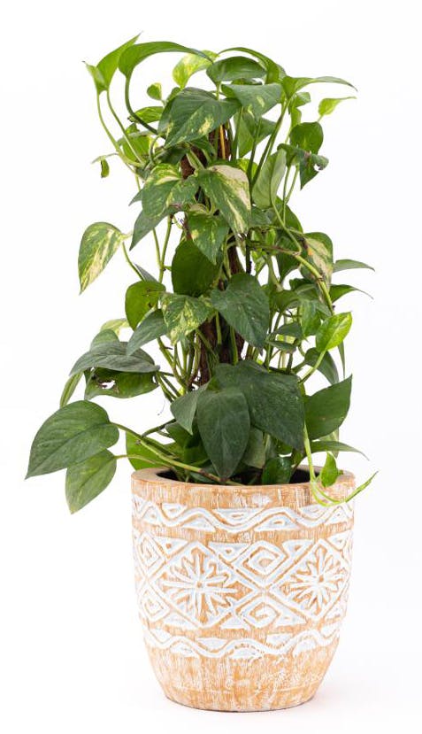 Beige Engraved Plant Pot (Small) 0