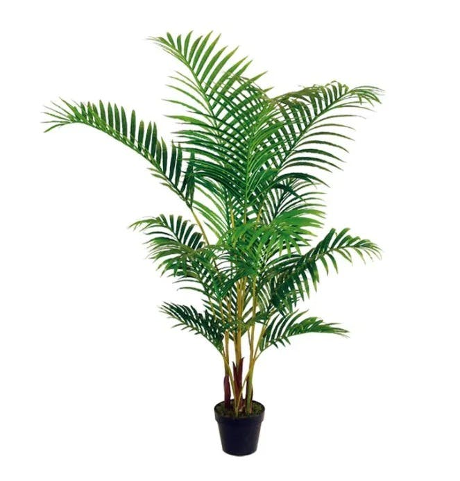 Areca Plant 0