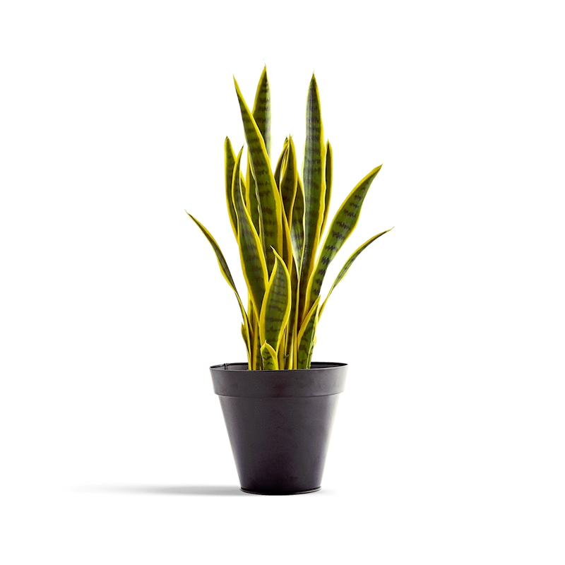 Artificial Snake Plant 0